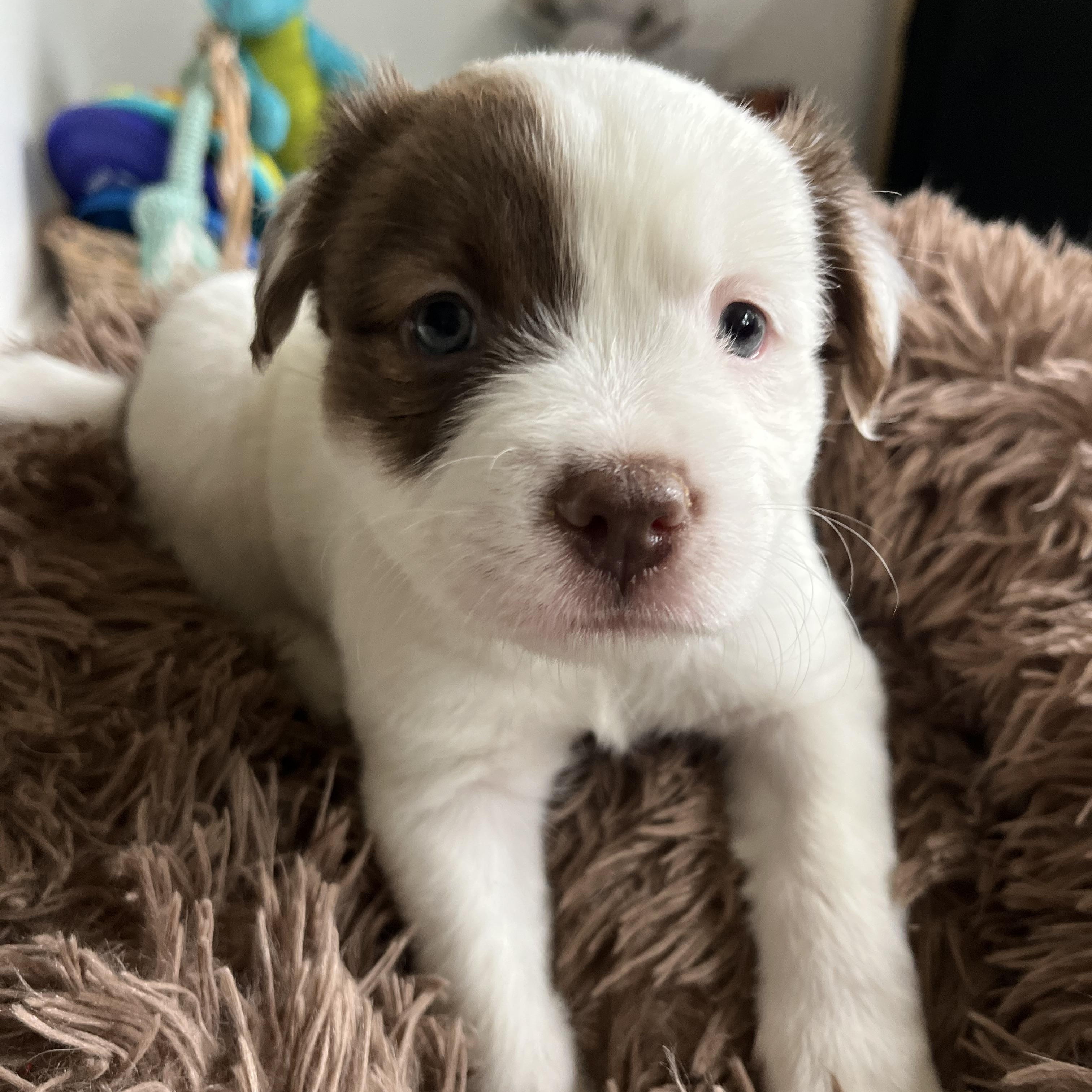 Enlarge Scampi , an adopted mixed breed in Poway, CA image 1/1