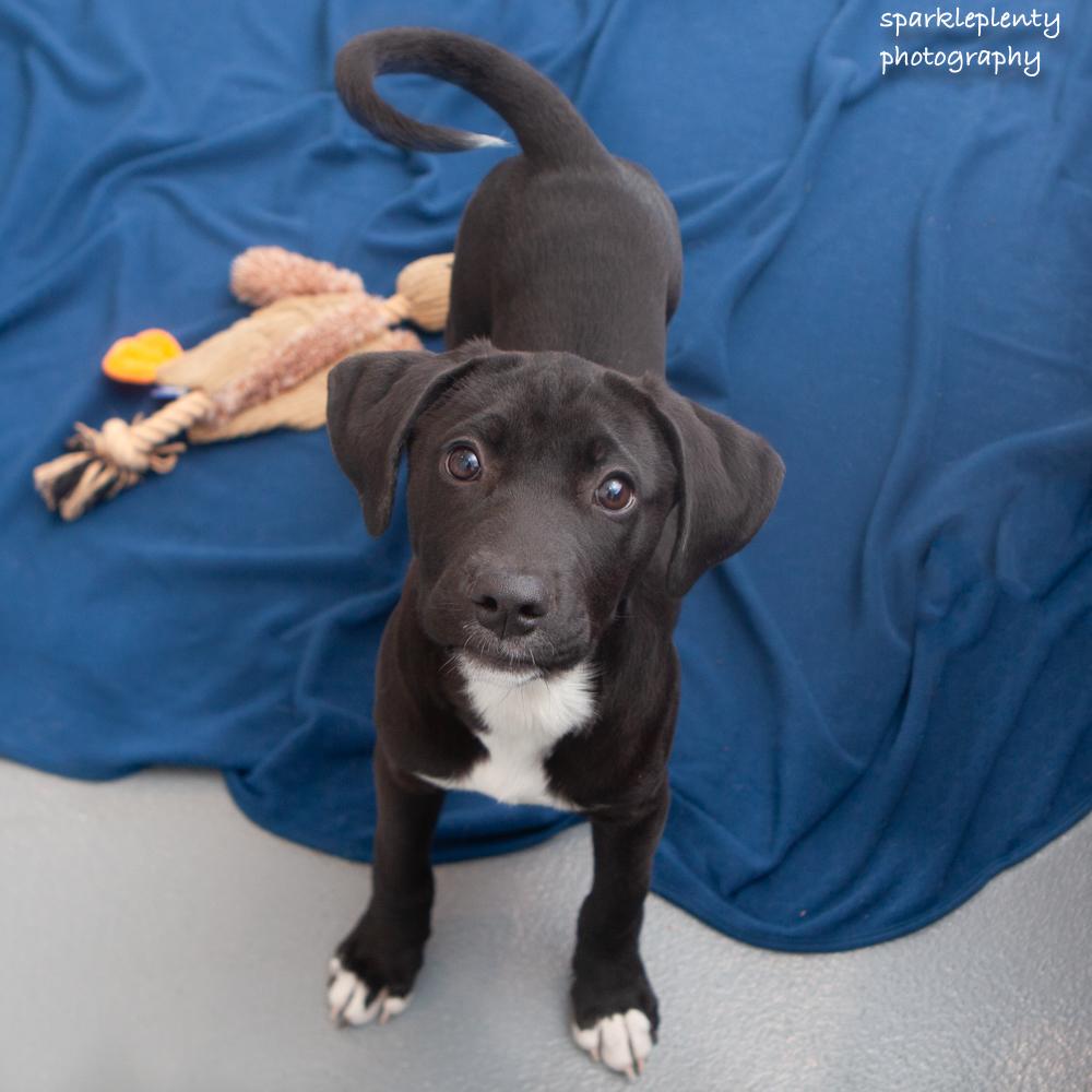 Enlarge River, an adoptable Mixed Breed in Ridgefield, CT image 1/3