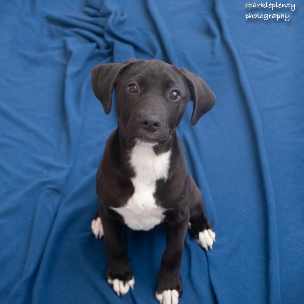 Enlarge River, an adoptable Mixed Breed in Ridgefield, CT image 2/3