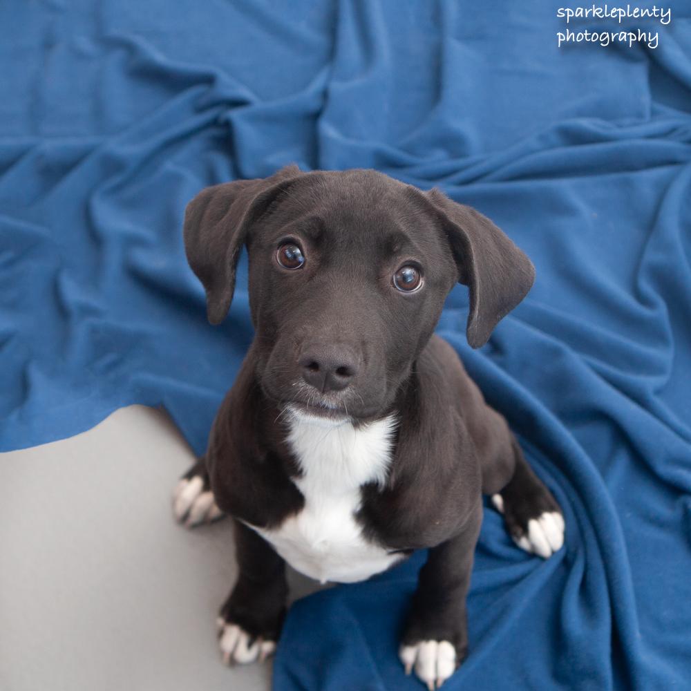 Enlarge River, an adoptable Mixed Breed in Ridgefield, CT image 3/3