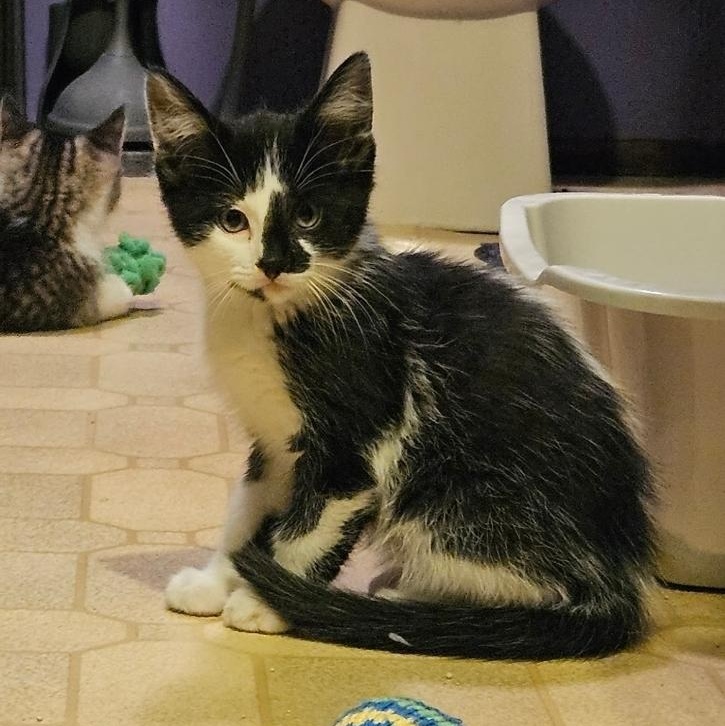 Enlarge Phantom , a ADOPTABLE Domestic Medium Hair in Waverly, IA image 6/6