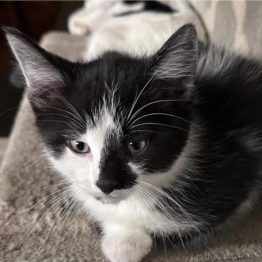 Enlarge Phantom , a ADOPTABLE Domestic Medium Hair in Waverly, IA image 1/6