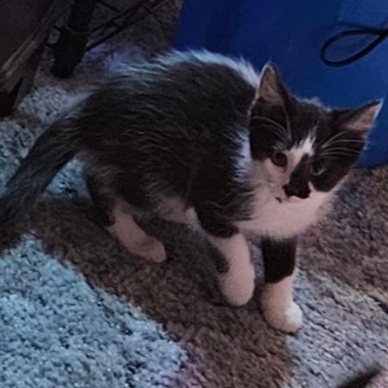 Enlarge Phantom , a ADOPTABLE Domestic Medium Hair in Waverly, IA image 5/6