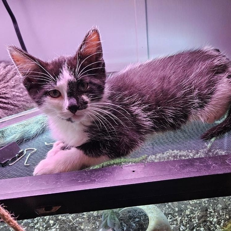 Enlarge Phantom , a ADOPTABLE Domestic Medium Hair in Waverly, IA image 2/6