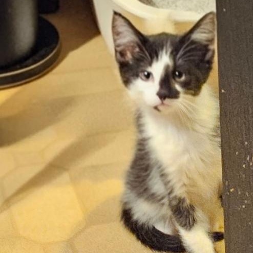 Enlarge Phantom , a ADOPTABLE Domestic Medium Hair in Waverly, IA image 4/6