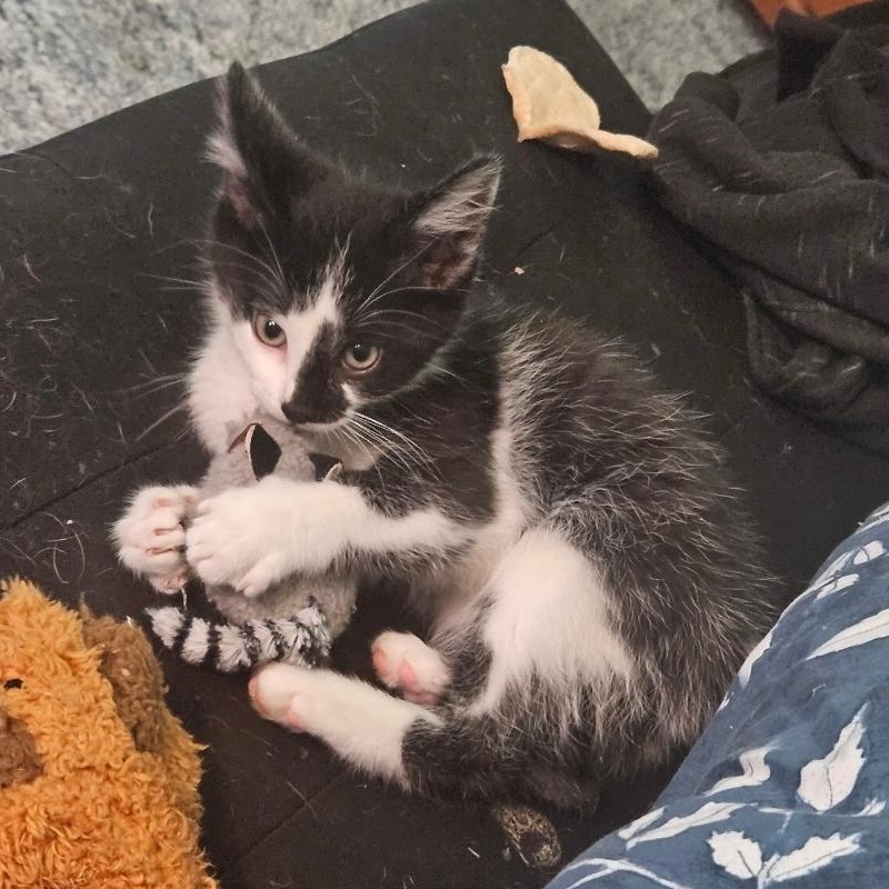 Enlarge Phantom , a ADOPTABLE Domestic Medium Hair in Waverly, IA image 3/6