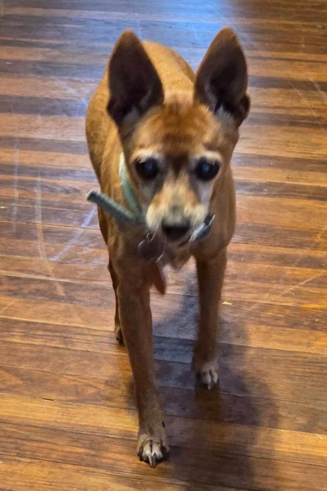 Enlarge Peanut, a Adoptable mixed breed in Bartlesville, OK image 1/1