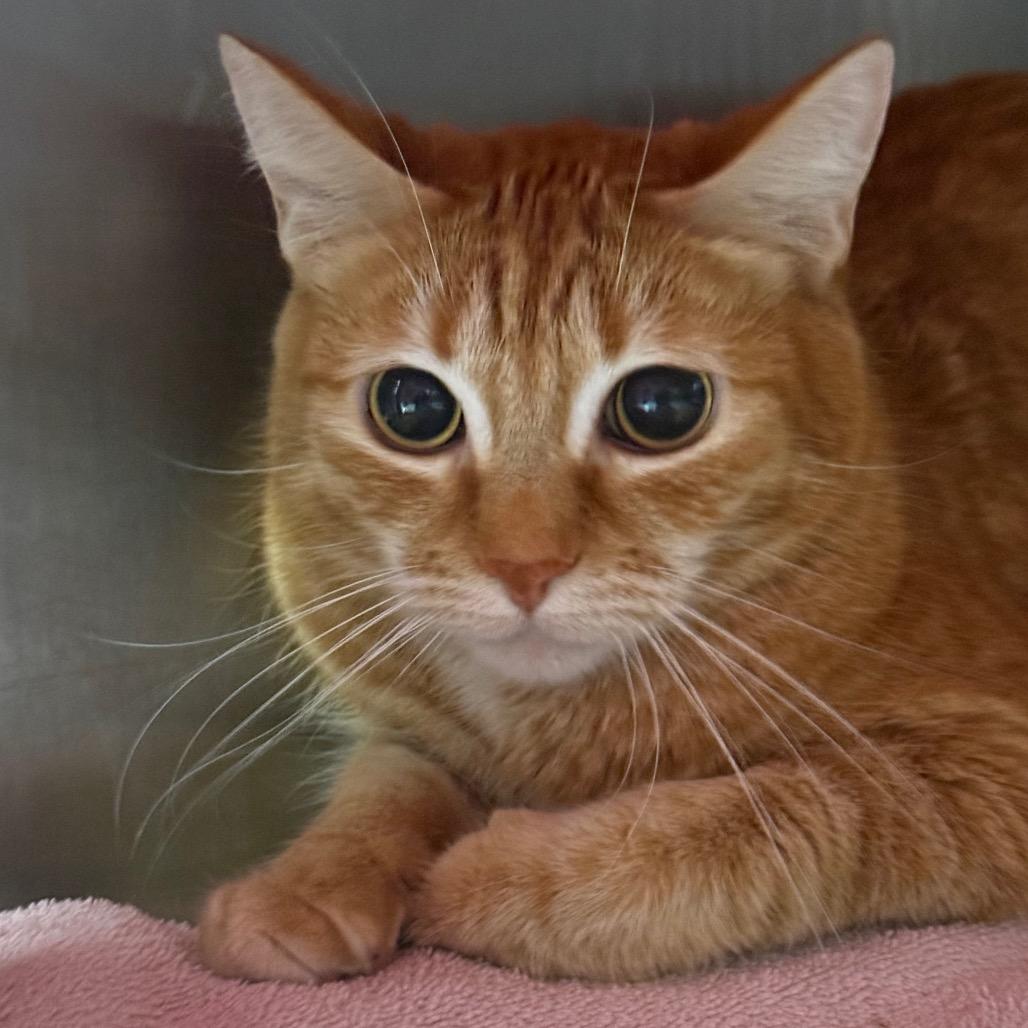 Enlarge Galadriel, a Adoptable Domestic Short Hair in Salt Lake City, UT image 1/1