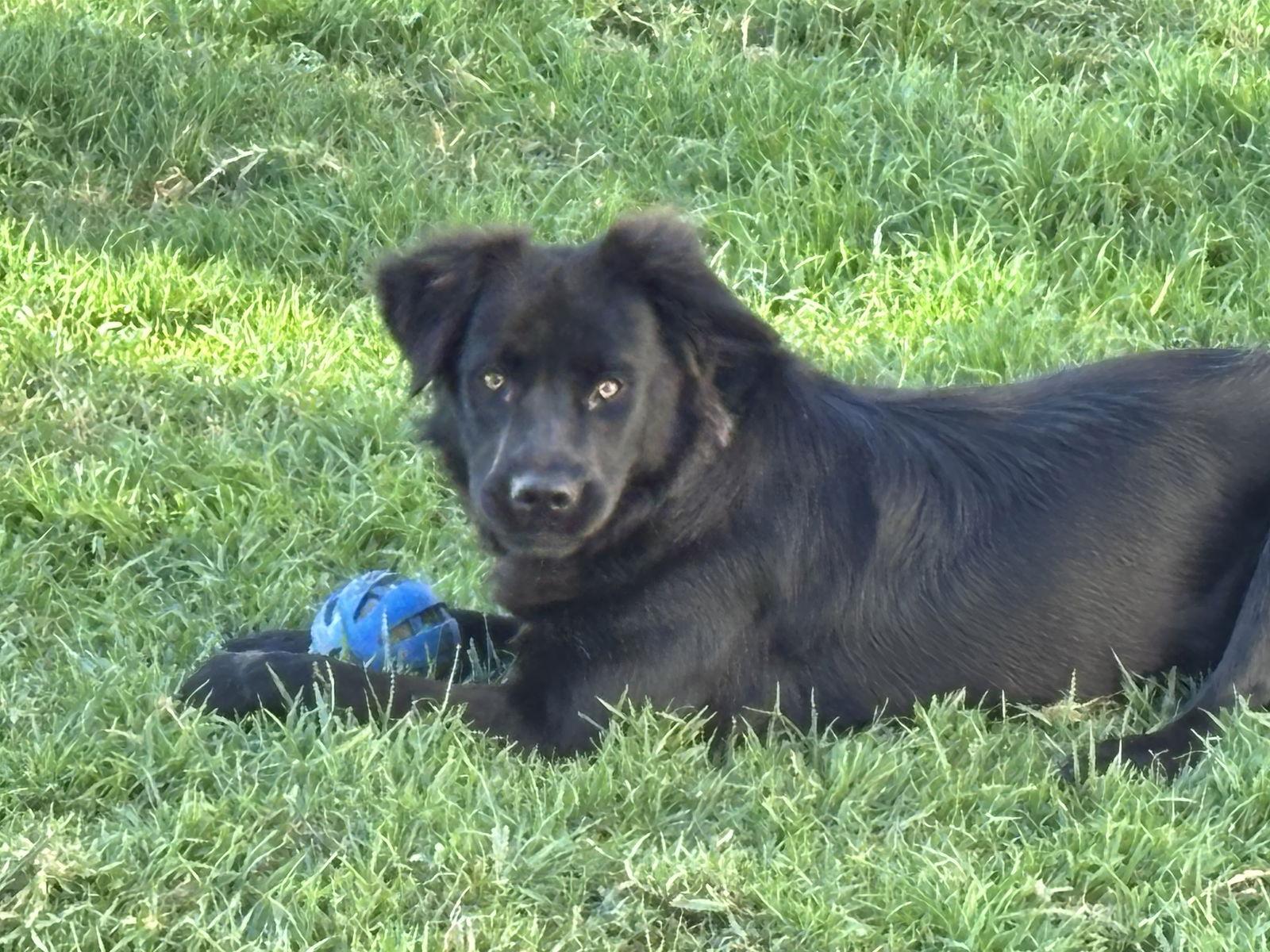 Daisy, Adoptable, Adult Female Terrier & Airedale Terrier.