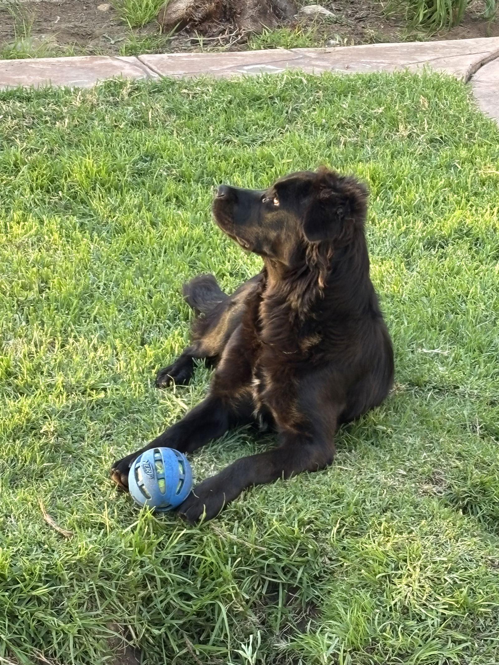 Daisy, a Adoptable mixed breed in San Diego, CA image 2/3