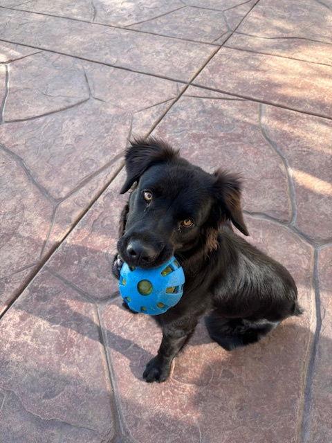 Daisy, a Adoptable mixed breed in San Diego, CA image 3/3