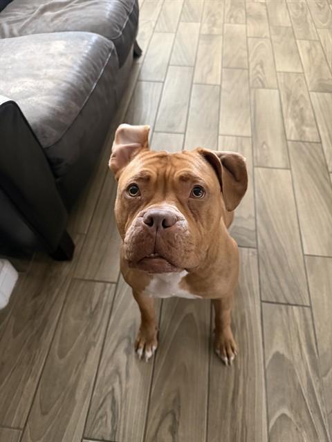 SWEETS, Adoptable, Adult Female Mastiff.