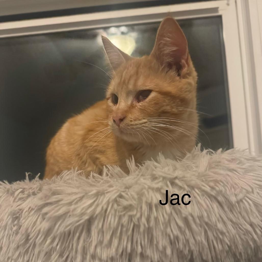 Jac — thumbnail 6