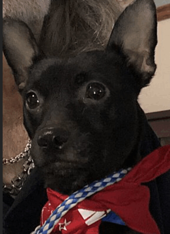 Enlarge Loki, a Adoptable mixed breed in Los Angeles, CA image 1/12