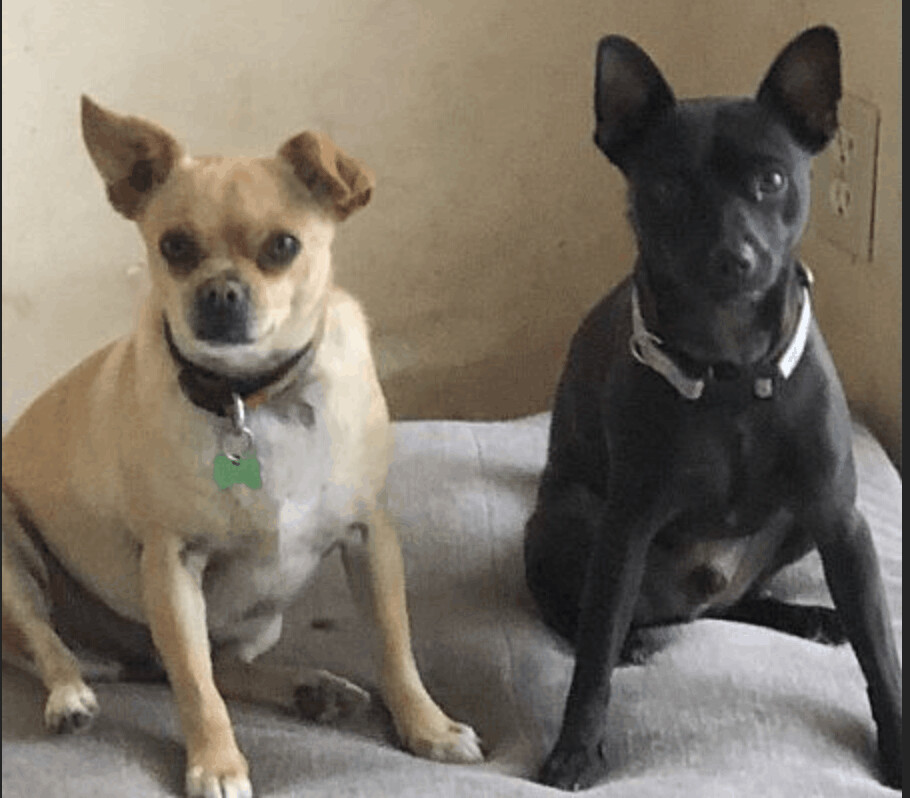 Enlarge Loki, a Adoptable mixed breed in Los Angeles, CA image 2/12