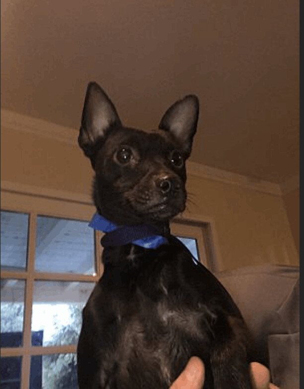 Loki, Adoptable, Young Male Miniature Pinscher & Chihuahua.