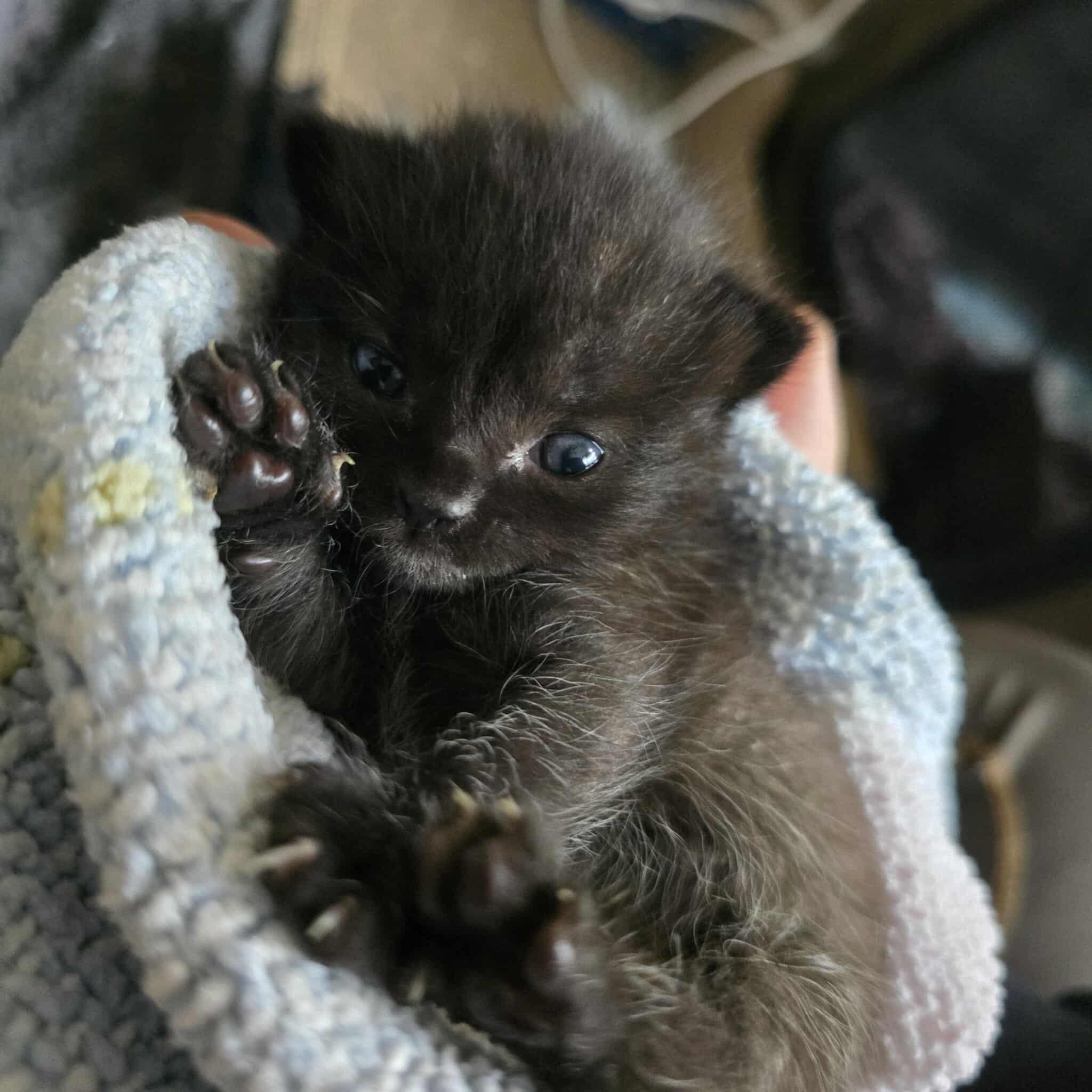 Wallace, adopted, Kitten Male Domestic Short Hair.