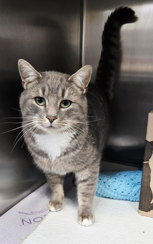 Dusty, Adoptable, Young Male Domestic Short Hair.