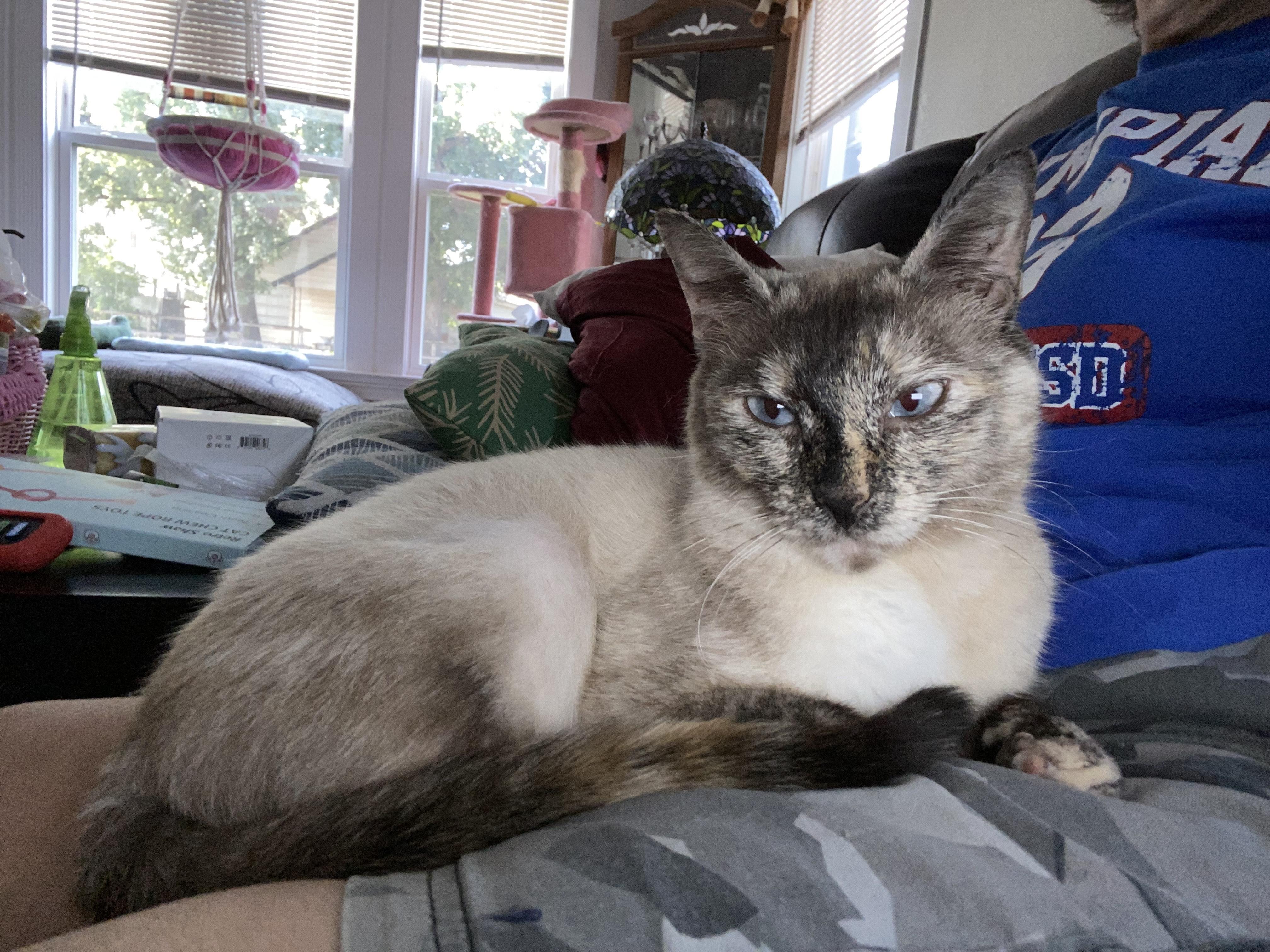Sammy, Adopted, Adult Female Siamese & Domestic Short Hair.