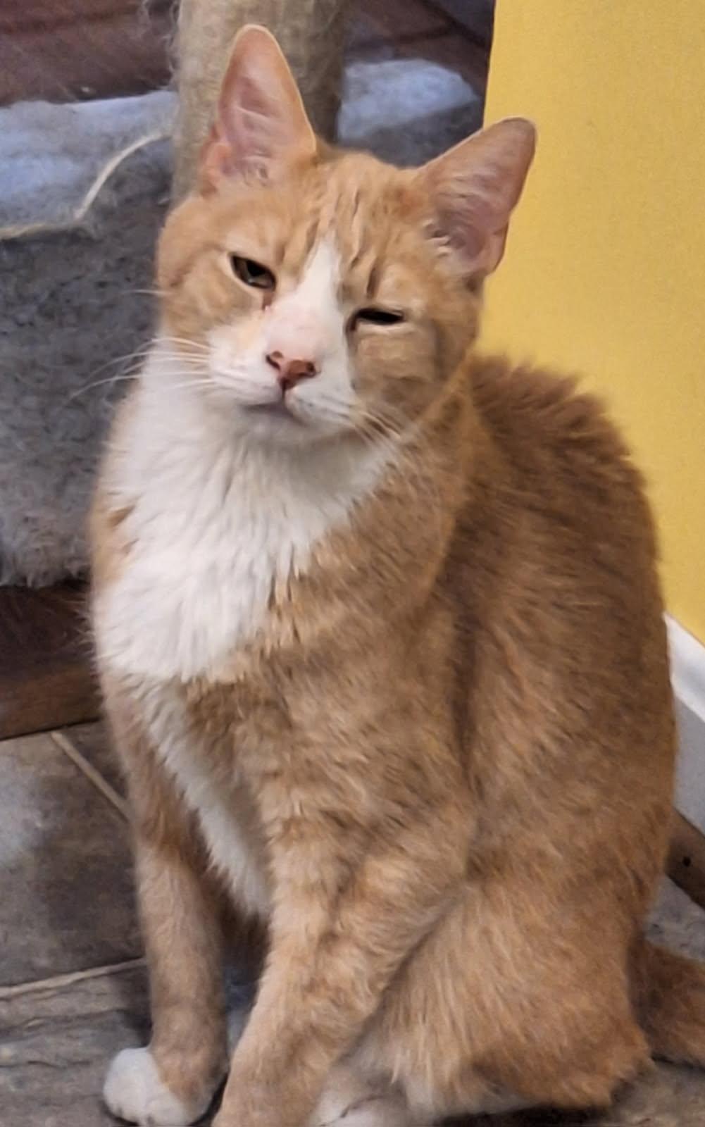 Enlarge Say Hello to Colby!, an adopted Domestic Short Hair in Laurel, MD image 2/3