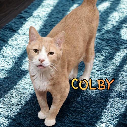 Enlarge Say Hello to Colby!, an adopted Domestic Short Hair in Laurel, MD image 1/3