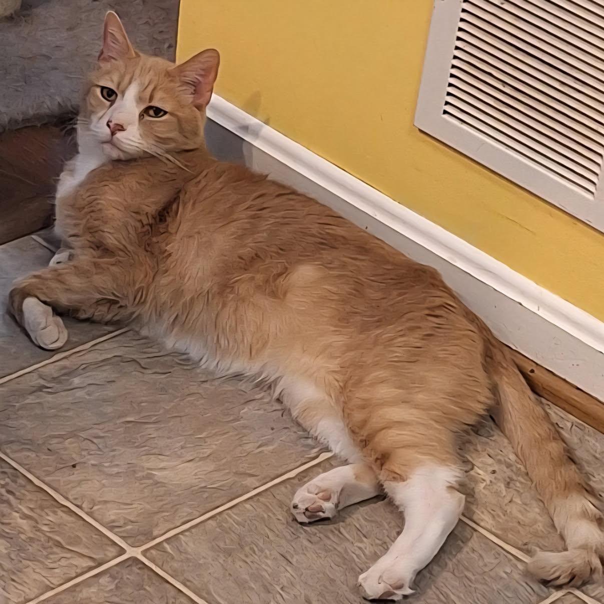 Enlarge Say Hello to Colby!, an adopted Domestic Short Hair in Laurel, MD image 3/3