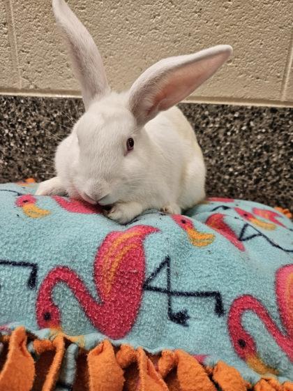 Enlarge Harper, a Adoptable mixed breed in Westland, MI image 1/1