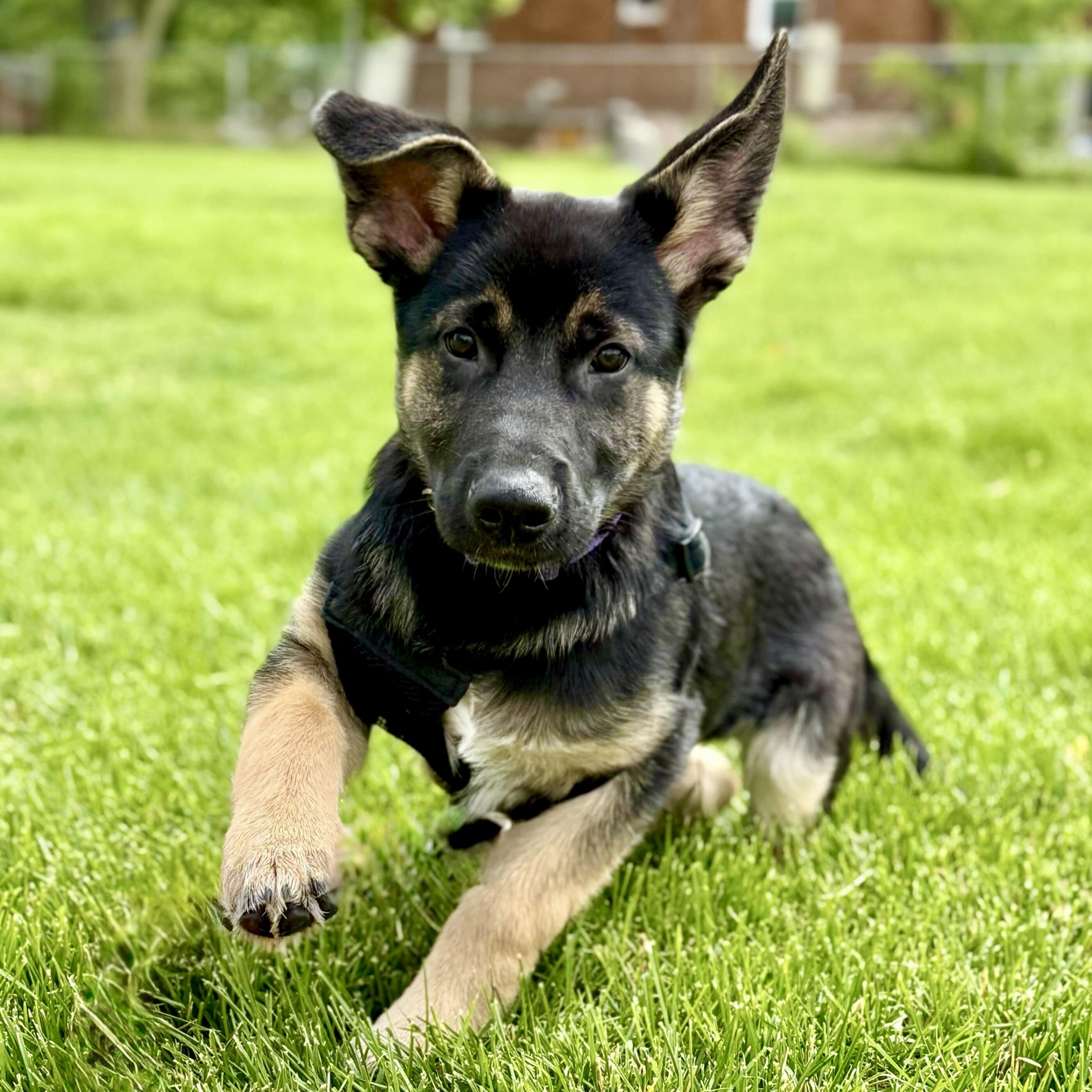 Bono, Baby Male German Shepherd Dog