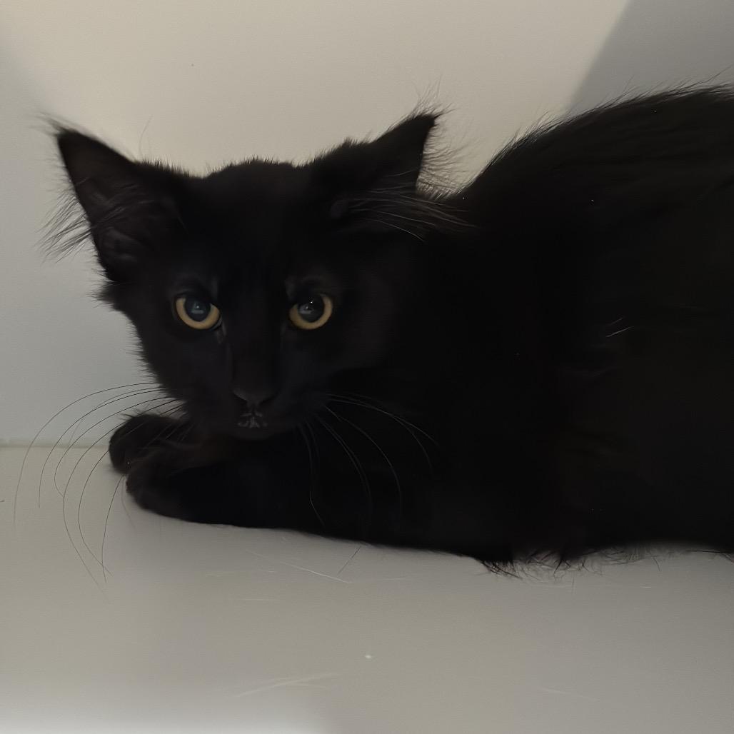 Lindt, Adoptable, Kitten Female Domestic Medium Hair.