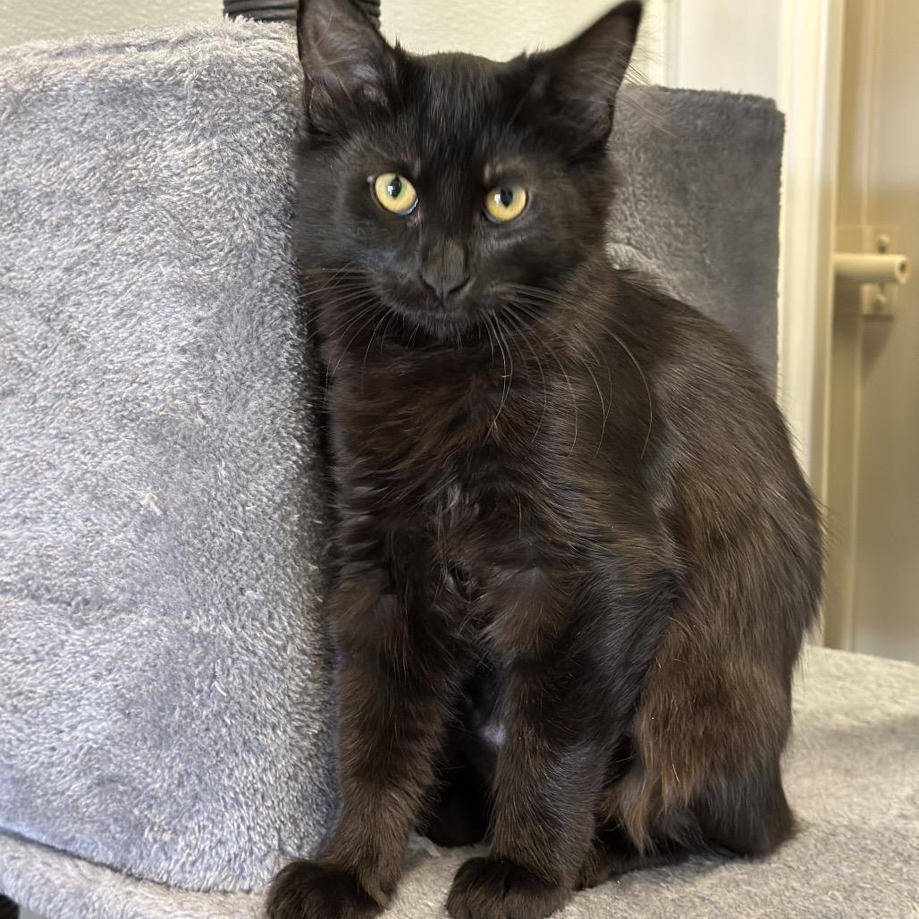Enlarge Lindt, a Adoptable Domestic Medium Hair in Sequim, WA image 3/5