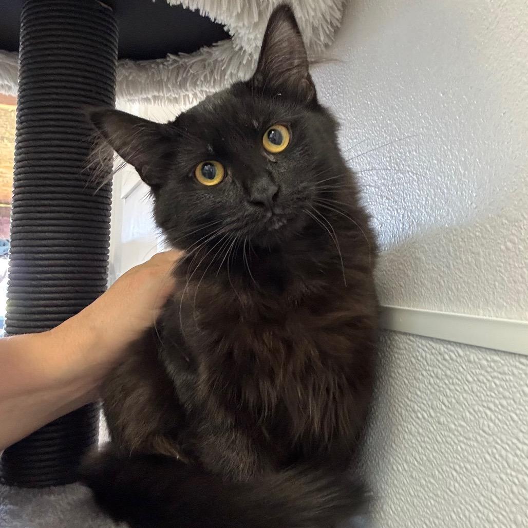 Enlarge Lindt, a Adoptable Domestic Medium Hair in Sequim, WA image 1/5