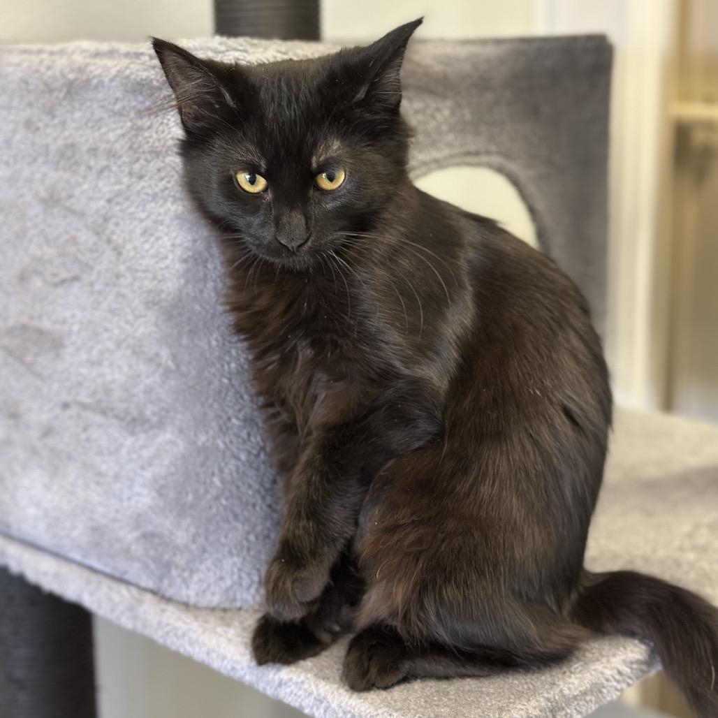 Enlarge Lindt, a Adoptable Domestic Medium Hair in Sequim, WA image 4/5