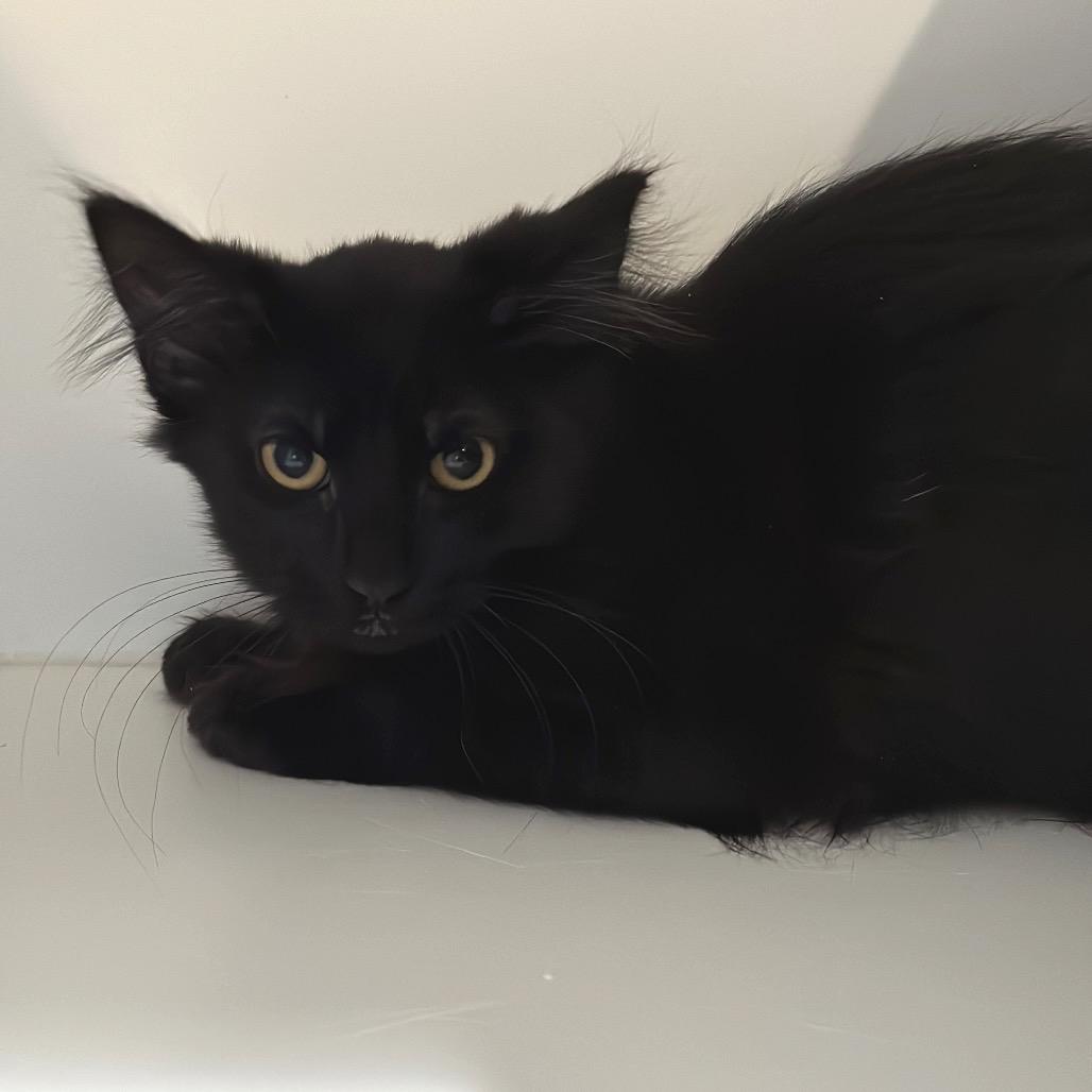 Enlarge Lindt, a Adoptable Domestic Medium Hair in Sequim, WA image 5/5