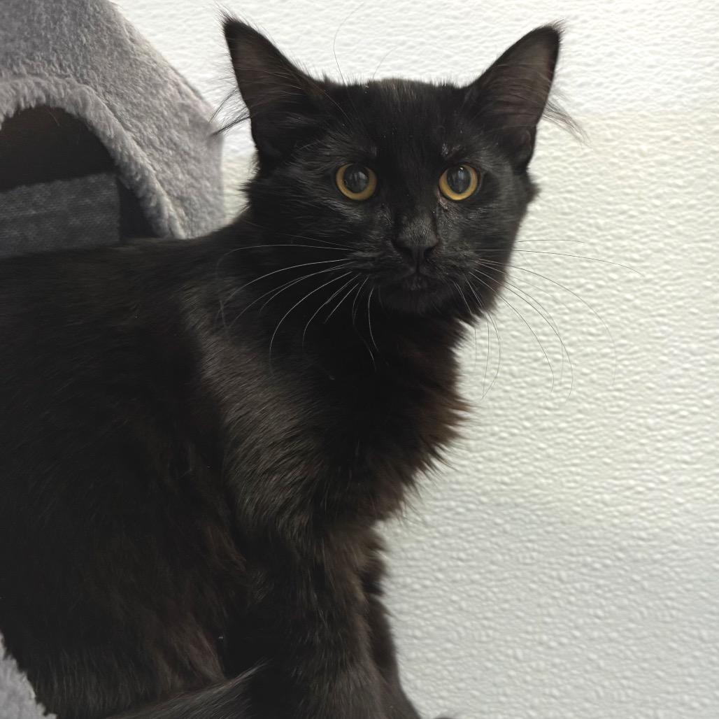 Enlarge Lindt, a Adoptable Domestic Medium Hair in Sequim, WA image 2/5