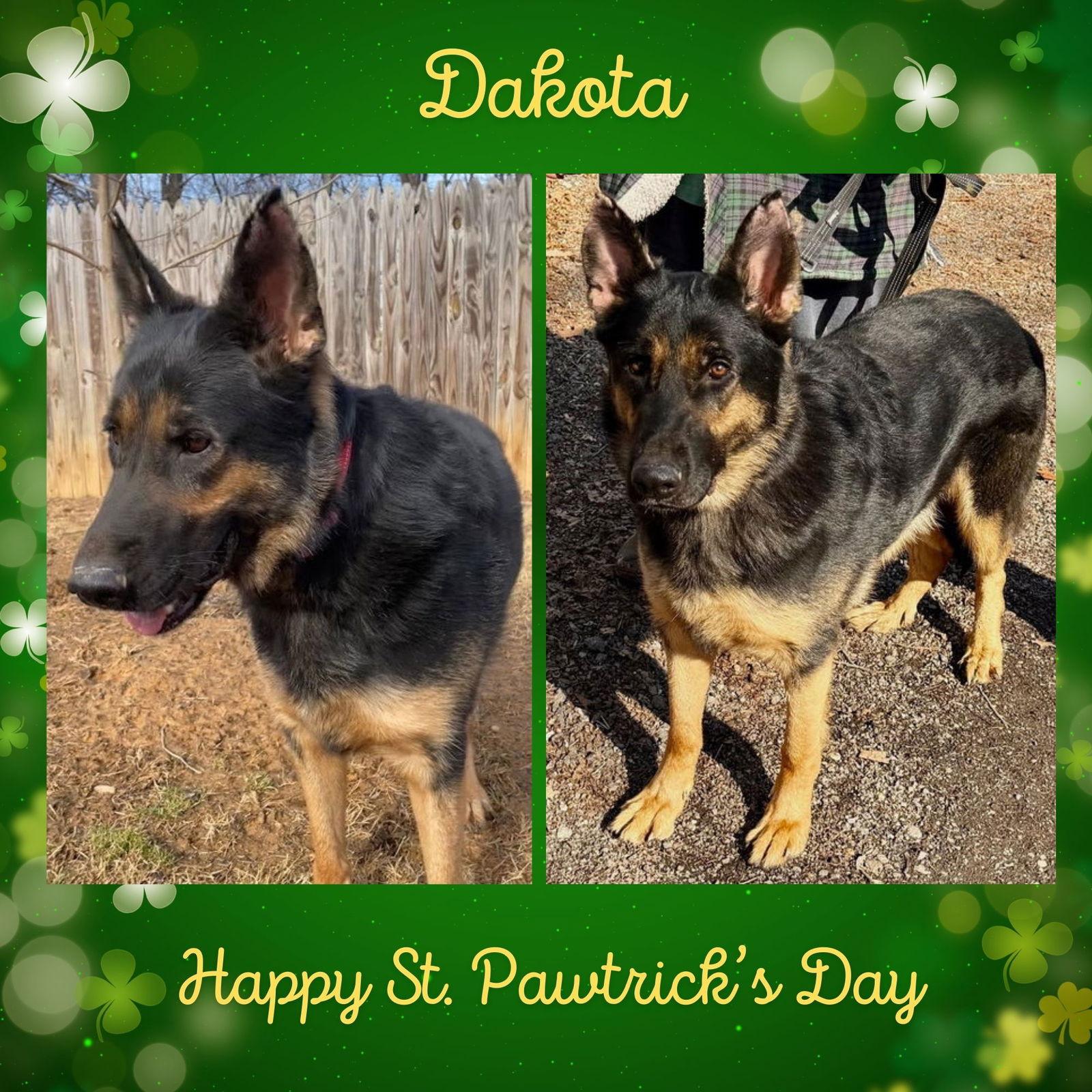 Enlarge Dakota, a Adopted German Shepherd Dog in Baltimore, MD image 1/3