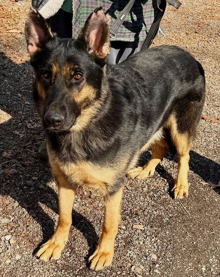 Enlarge Dakota, a Adopted German Shepherd Dog in Baltimore, MD image 2/3