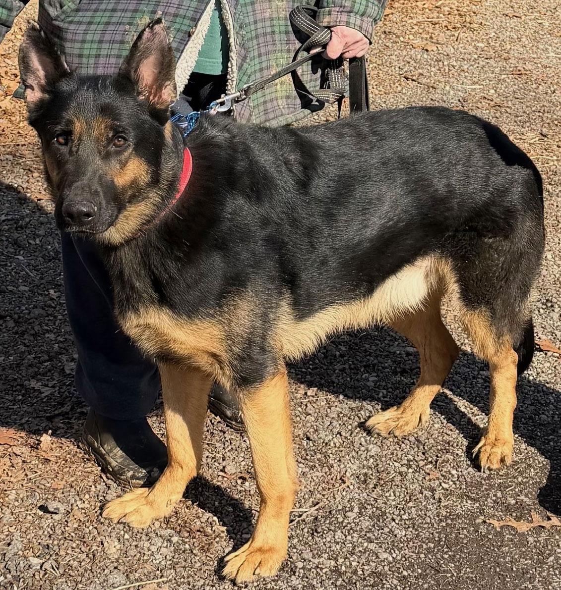 Enlarge Dakota, a Adopted German Shepherd Dog in Baltimore, MD image 3/3