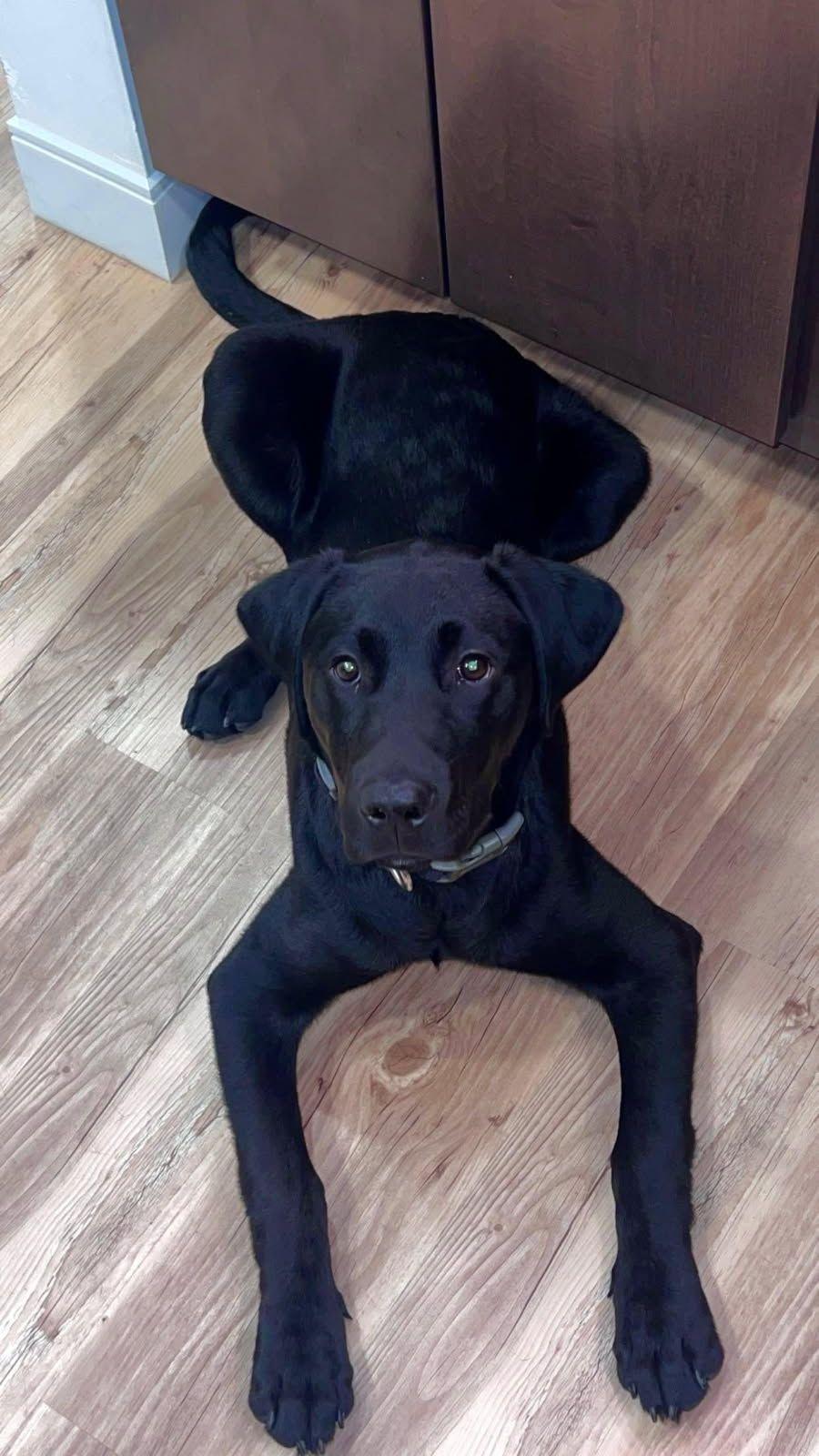 Micah, Adopted, Adult Male Black Labrador Retriever.