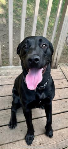 Enlarge Micah, a Adopted Black Labrador Retriever in Montello, WI image 2/2