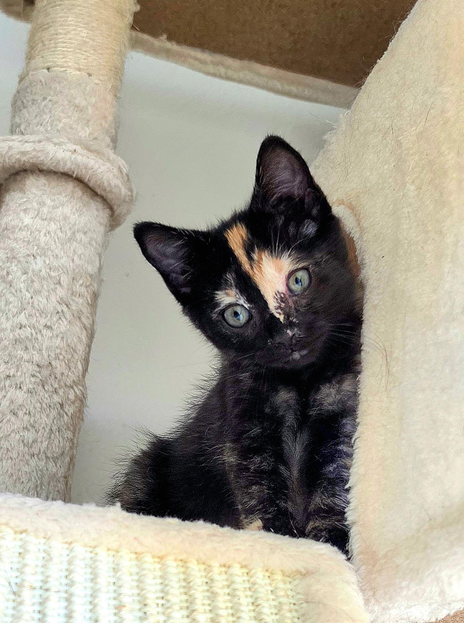 Savanna, adopted, Kitten Female Domestic Short Hair.