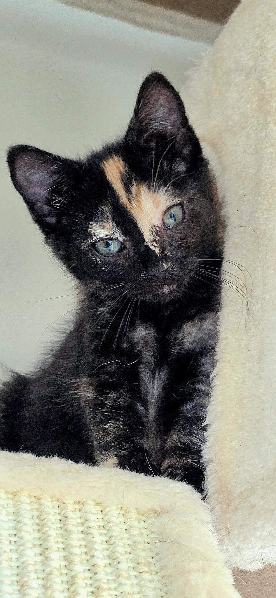 Enlarge Savanna, an adopted Domestic Short Hair in Portland, OR image 2/3
