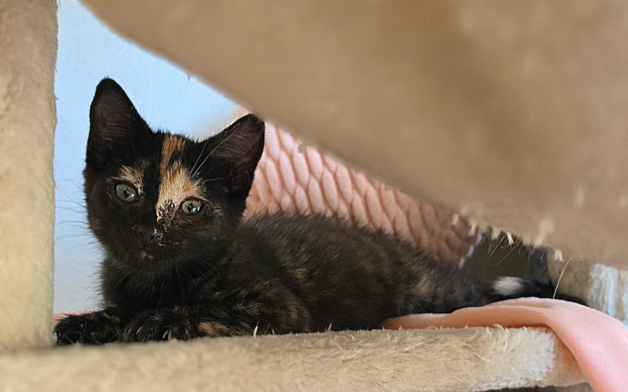 Enlarge Savanna, an adopted Domestic Short Hair in Portland, OR image 3/3
