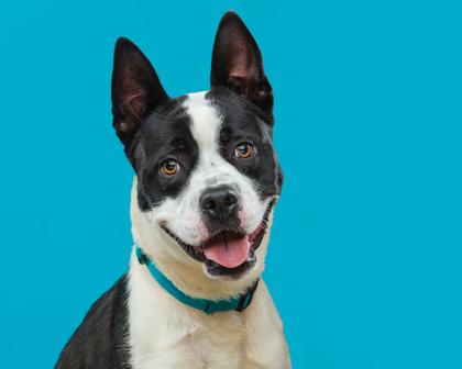 Enlarge Eazie, a Adoptable mixed breed in Mount Holly, NJ image 1/3