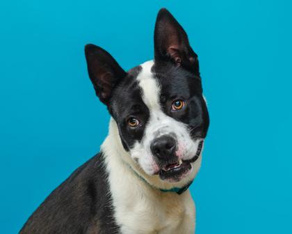 Enlarge Eazie, a Adoptable mixed breed in Mount Holly, NJ image 2/3