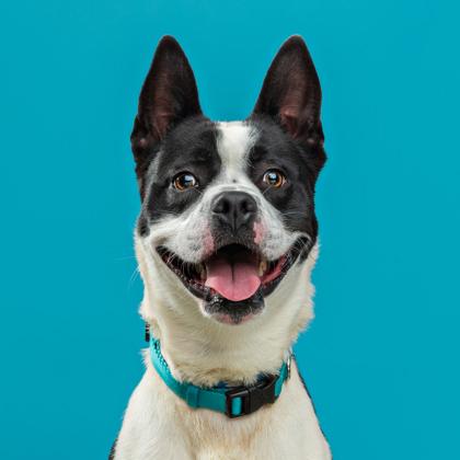 Enlarge Eazie, a Adoptable mixed breed in Mount Holly, NJ image 3/3