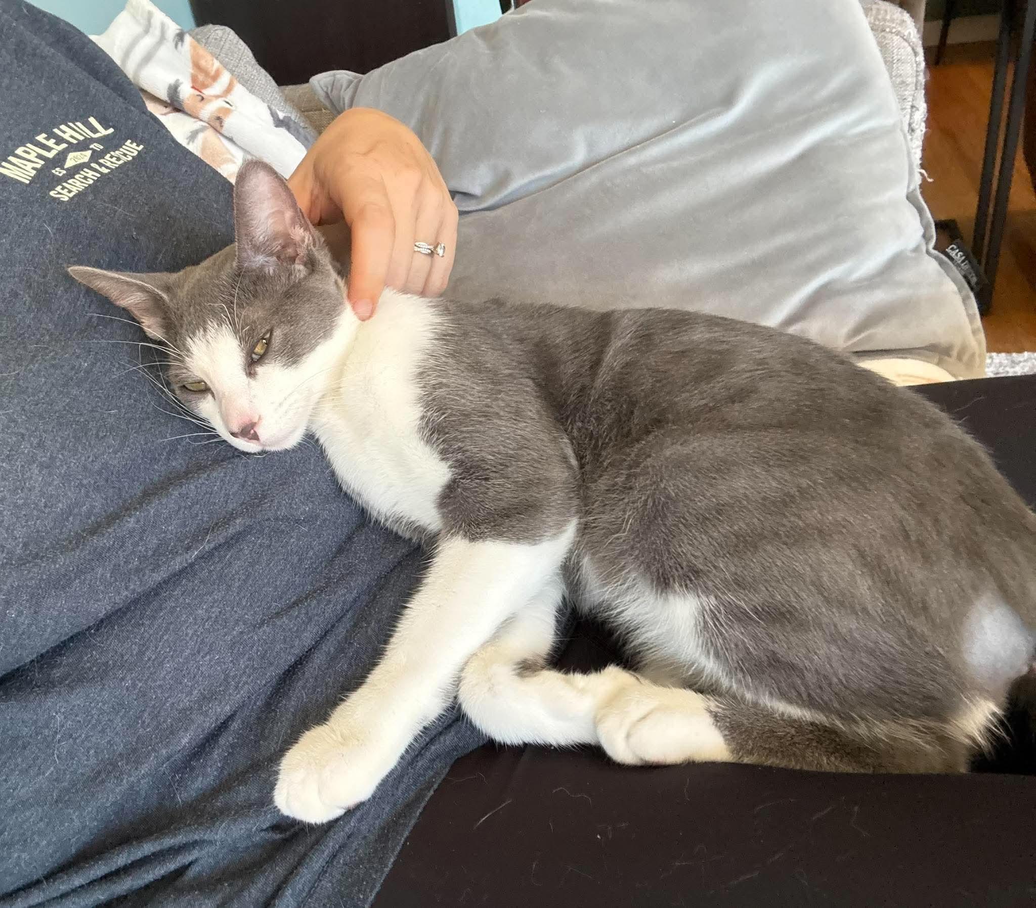 Enlarge Dakota - Fee Waived, a Adoptable Domestic Short Hair in New Hartford, CT image 5/6