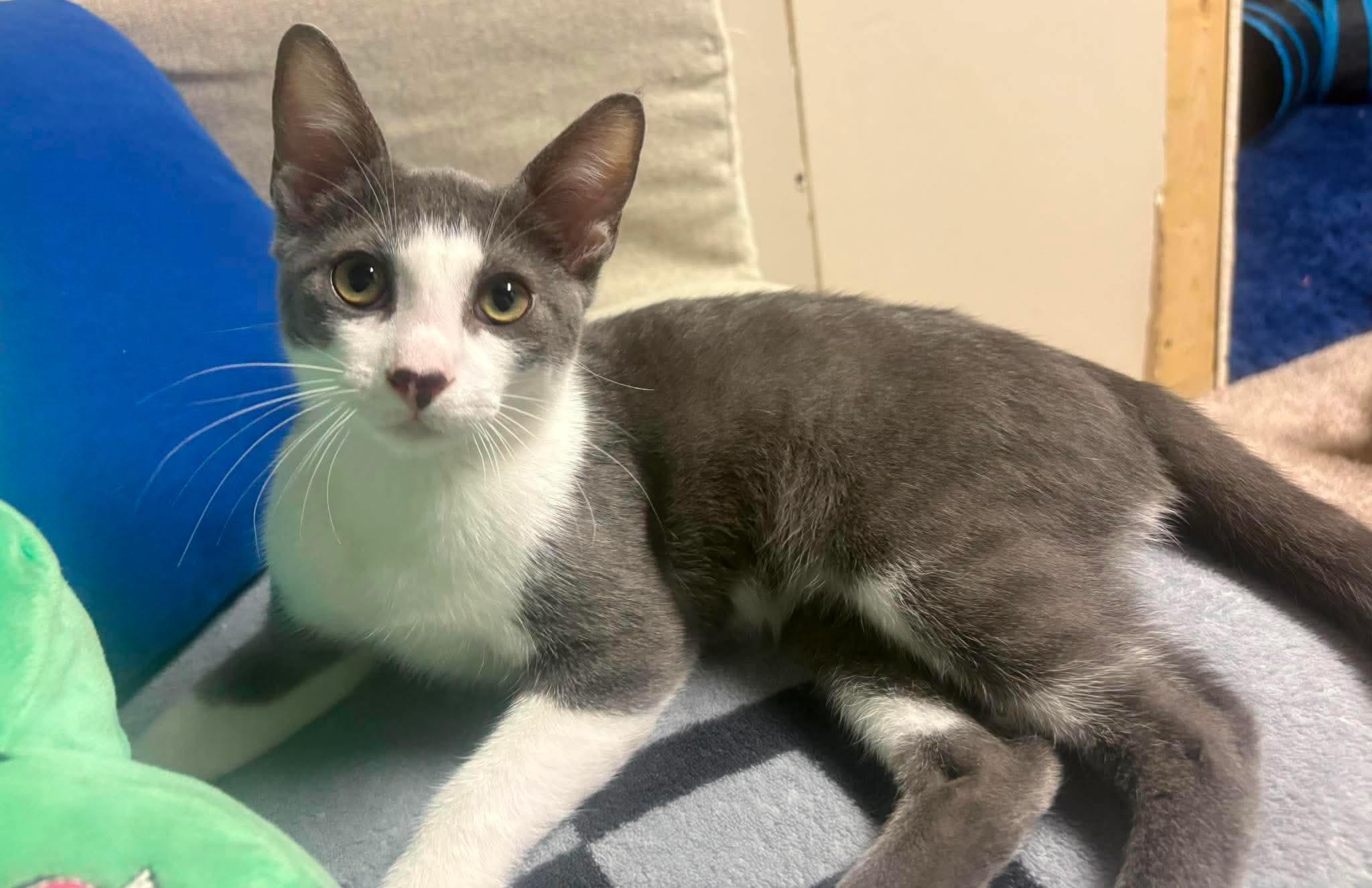 Enlarge Dakota - Fee Waived, a Adoptable Domestic Short Hair in New Hartford, CT image 3/6