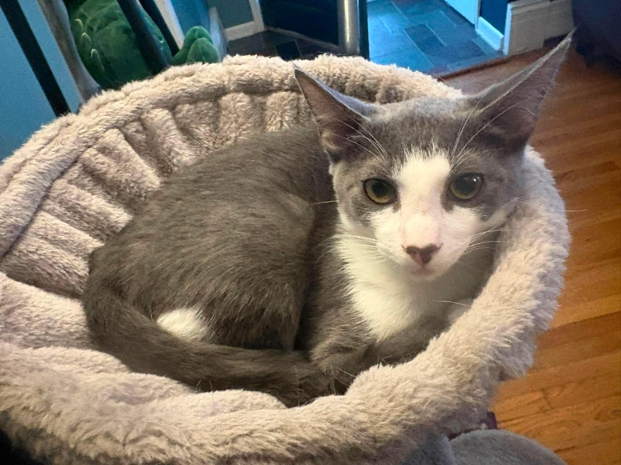 Enlarge Dakota - Fee Waived, a Adoptable Domestic Short Hair in New Hartford, CT image 2/6