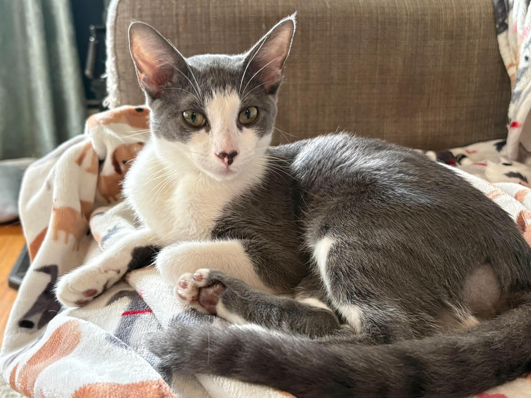 Dakota - Fee Waived, Adoptable, Kitten Male Domestic Short Hair.