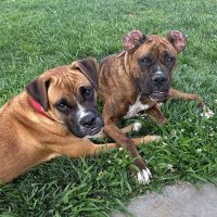 Enlarge Mojo, a Adoptable mixed breed in Davis, CA image 1/2